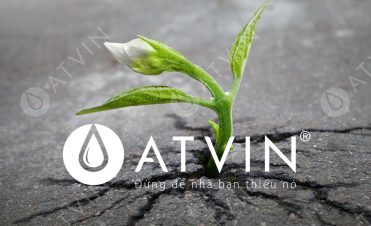 Gốc rễ tạo nên sức sống bền bỉ của thang máy Atvin